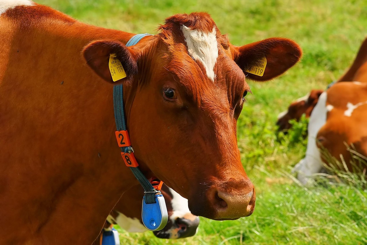 cow ear tag gps tracking